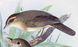 Image of Yellow-streaked Warbler