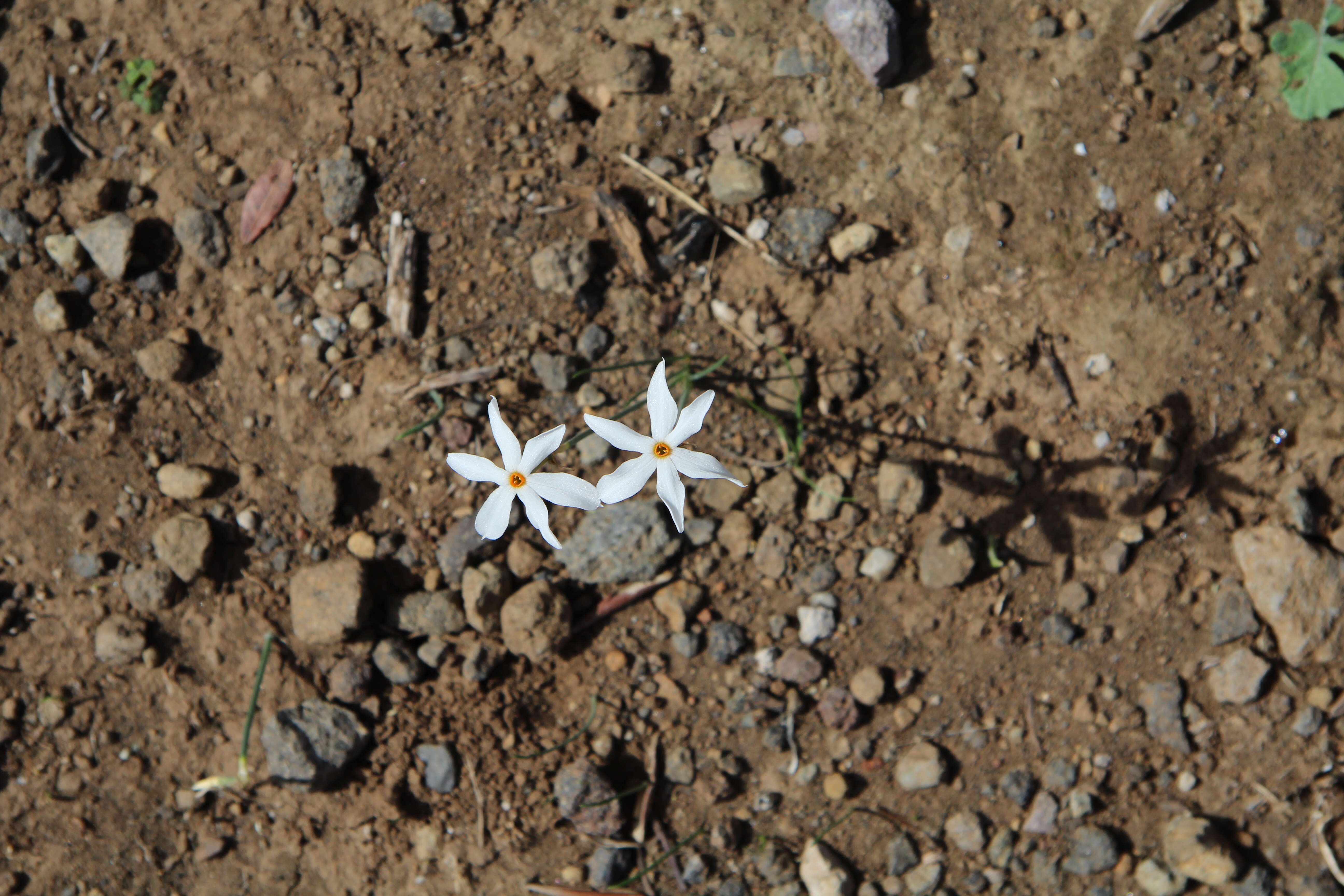 Image of Narcissus serotinus L.