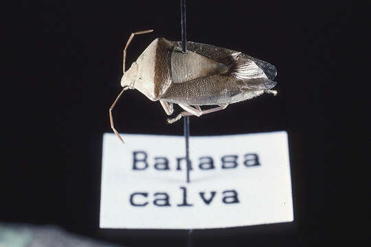 Image of Banasa calva (Say 1832)