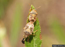 Image of Podisus (Podisus) placidus Uhler 1870