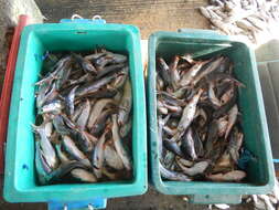 Image of Sea catfish