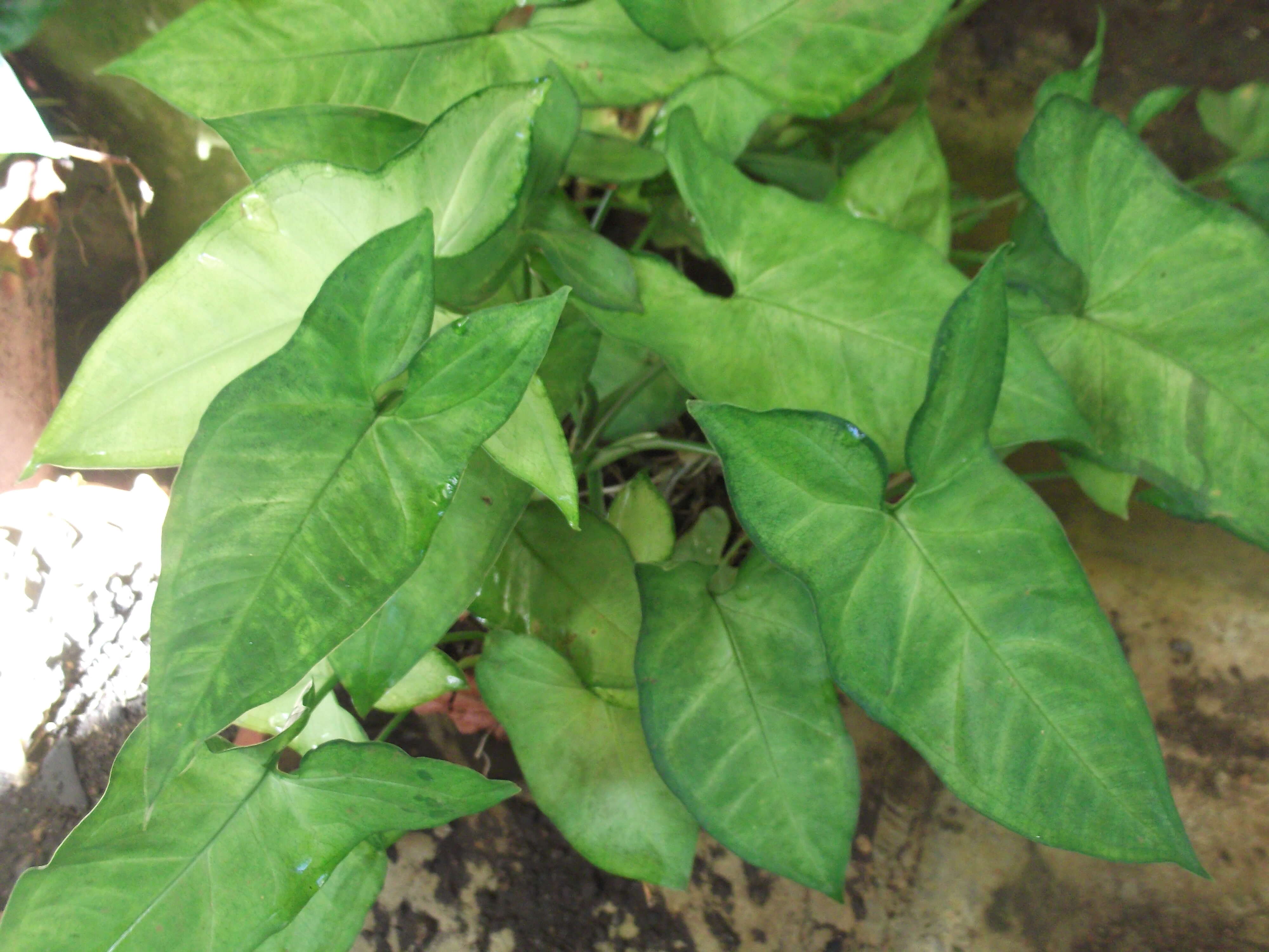 Image de Syngonium podophyllum Schott