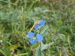 Image of Carolina dayflower