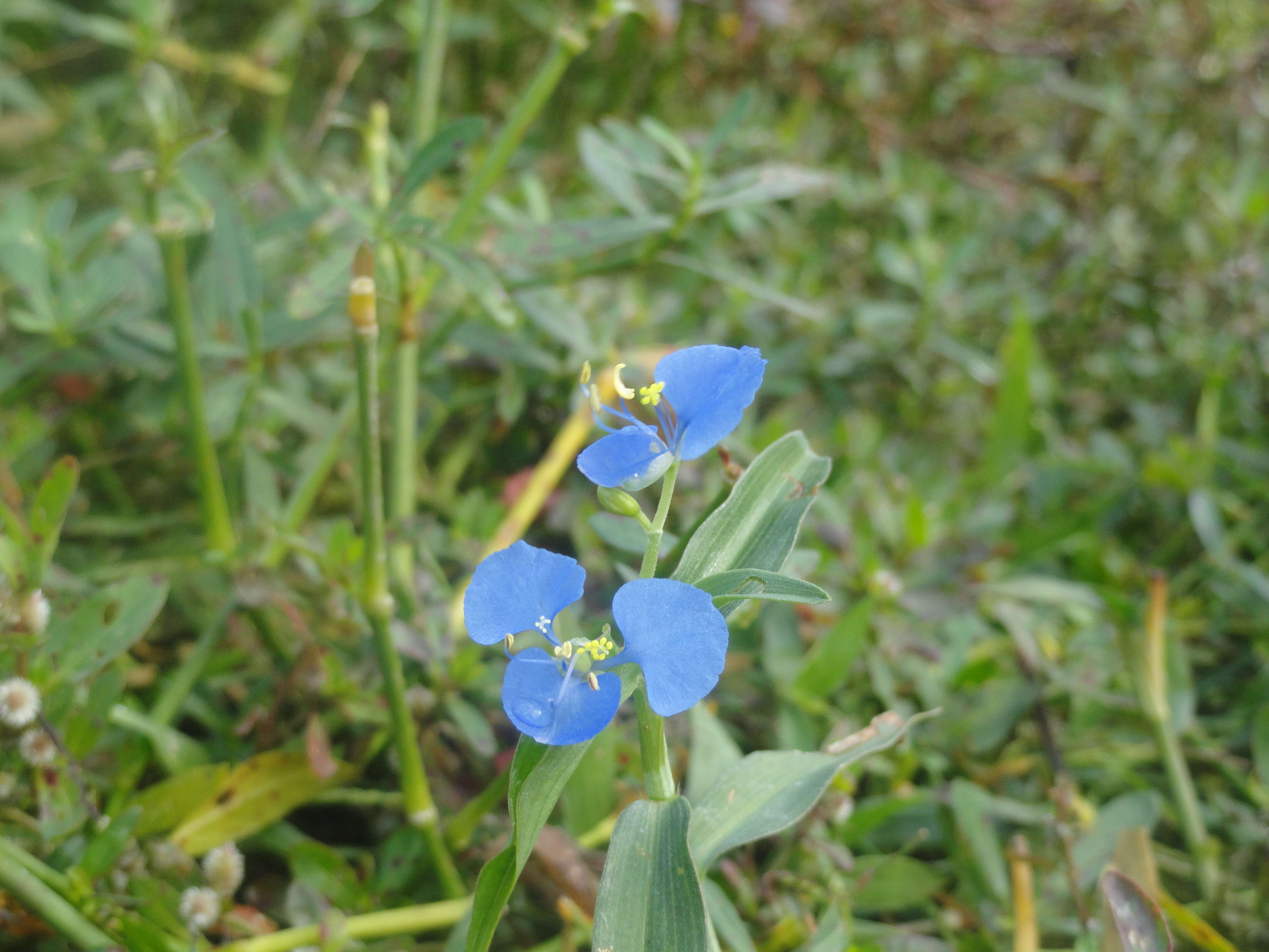 Image of Carolina dayflower