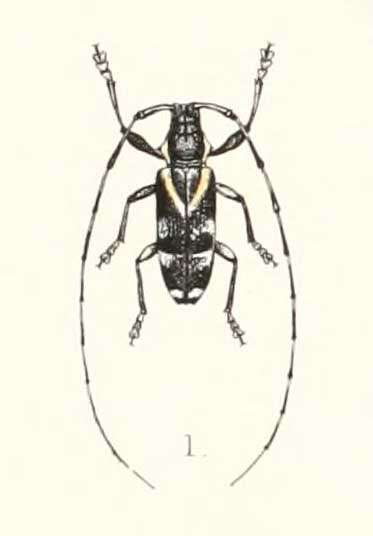 Image of Melanopolia frenata Bates 1884