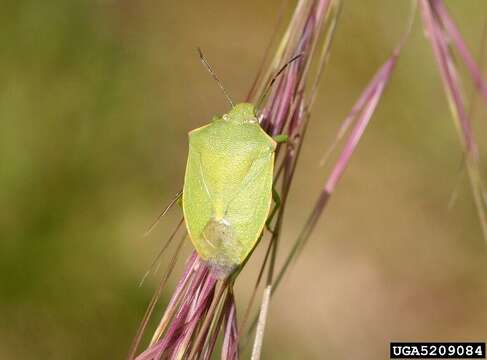 Image of Red-shouldered Stink Bug