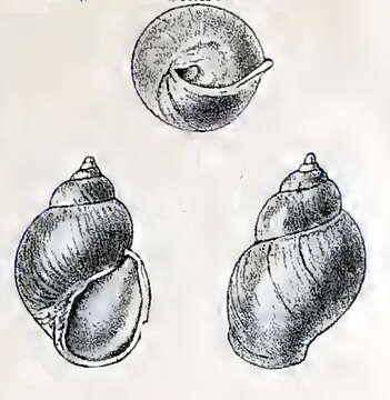 Image of Goodingia varicosa (Schepman 1909)