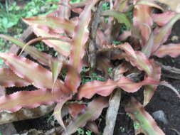 Image of Cryptanthus bivittatus (Hook.) Regel