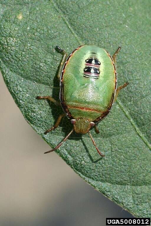 Image of Red-banded Stink Bug