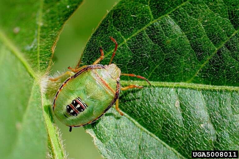 Image of Red-banded Stink Bug