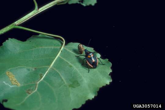 Image of Anchor Stink Bug