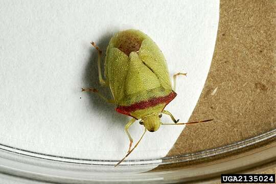 Image of Red-shouldered Stink Bug