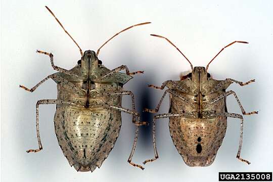 Image of Dusky Stink Bug