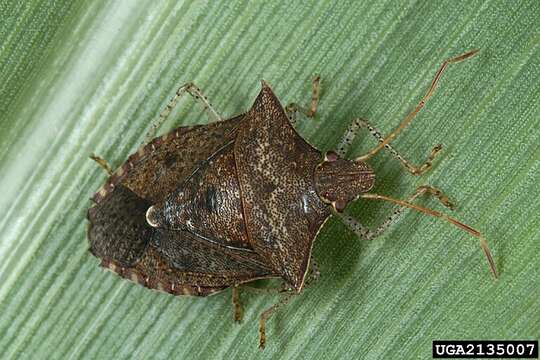 Image of Dusky Stink Bug