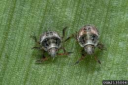 Image of Dusky Stink Bug