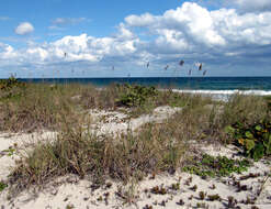 Image of seaoats