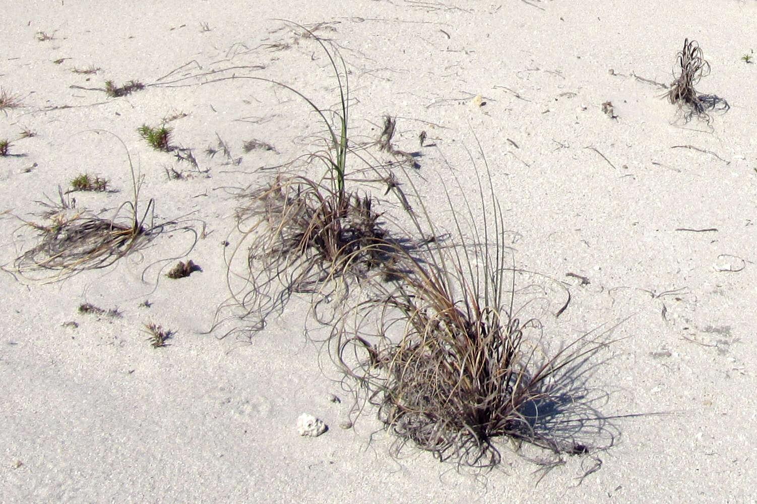 Image of seaoats