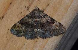 Image of Common Fungus Moth