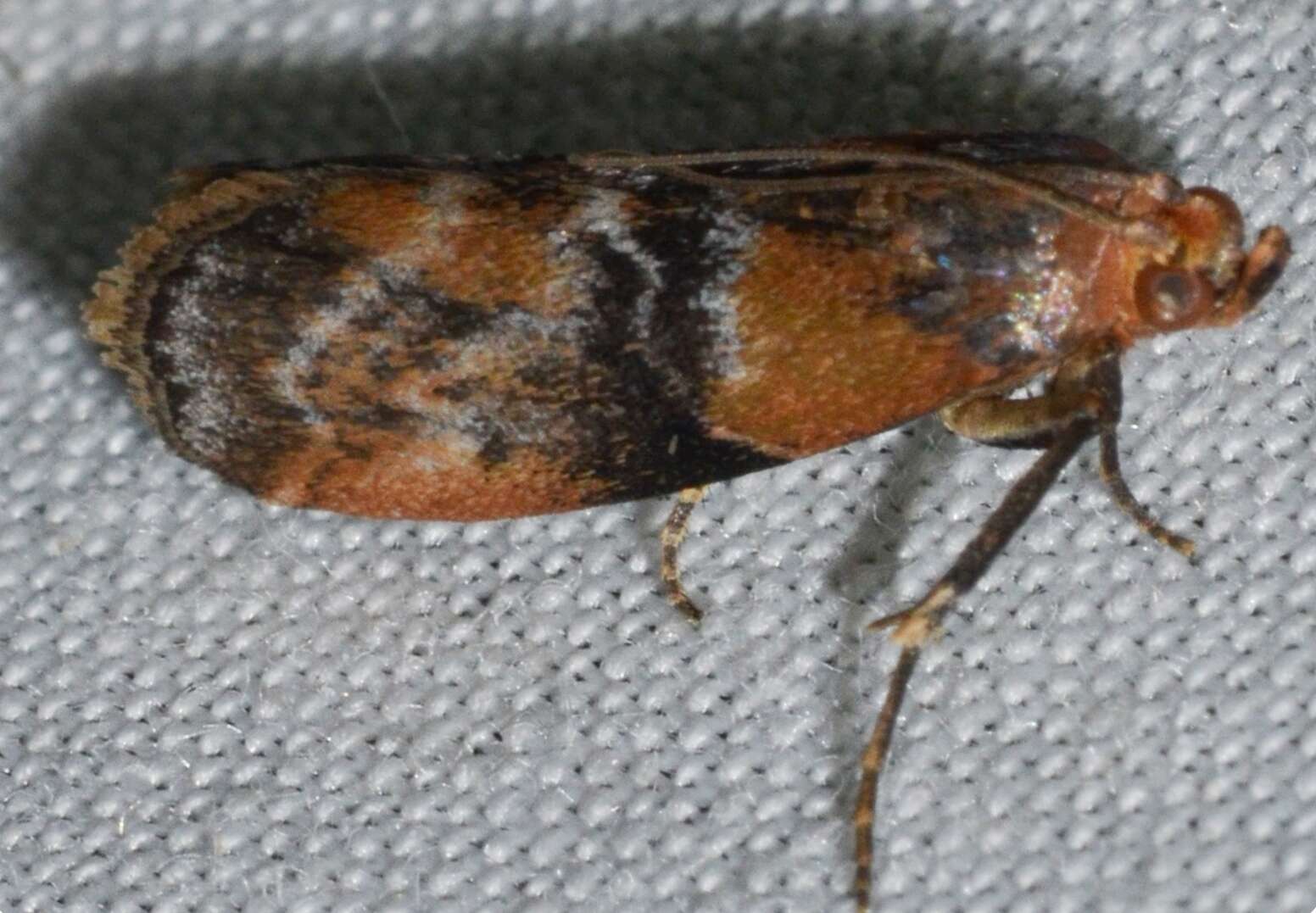 Image of Poplar Bud Borer Moth