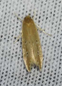 Image of Limnaecia phragmitella Stainton 1851