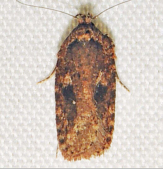 Imagem de Agonopterix pulvipennella Clemens 1864