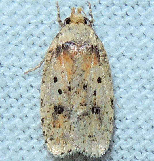 Image de Agonopterix flavicomella Engel 1907