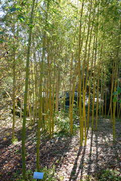 Image of running giant bamboo