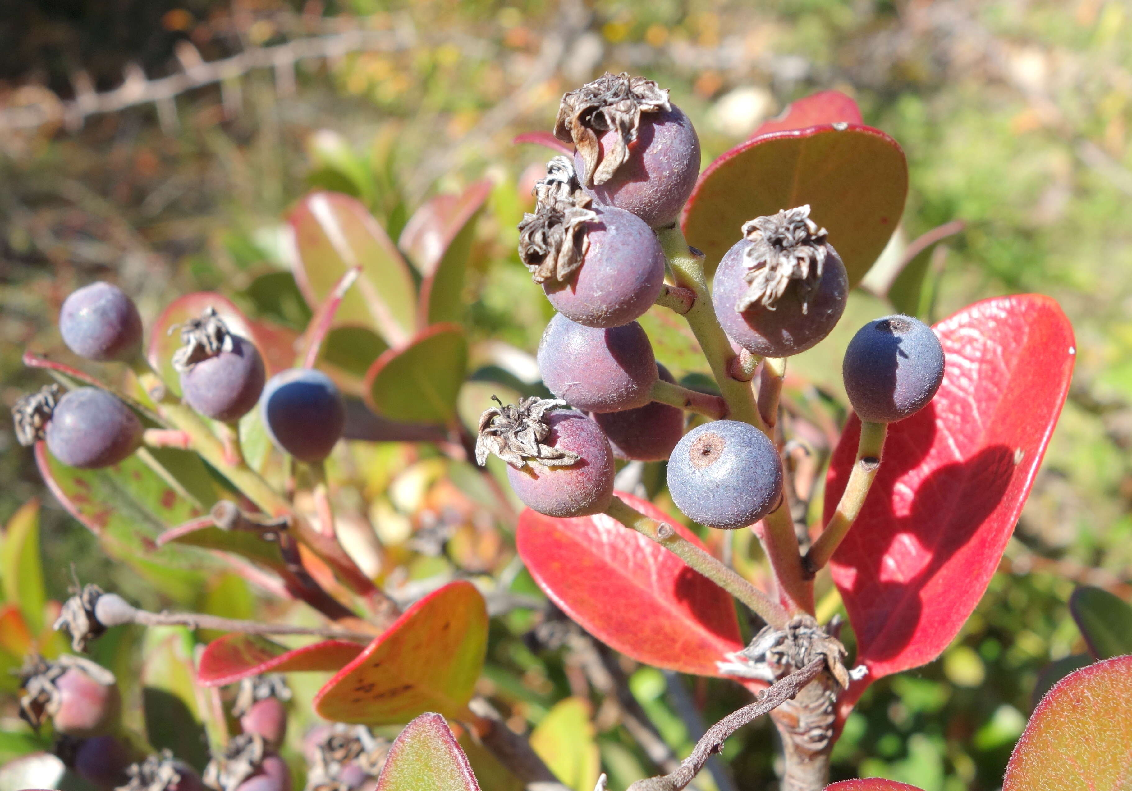 Sivun Rhaphiolepis indica var. umbellata (Thunb. ex Murray) H. Ohashi kuva