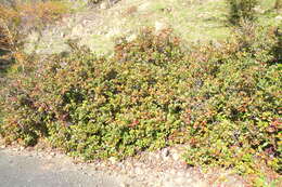 Plancia ëd Rhaphiolepis indica var. umbellata (Thunb. ex Murray) H. Ohashi