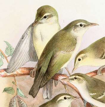 Image of Janpanese Leaf Warbler