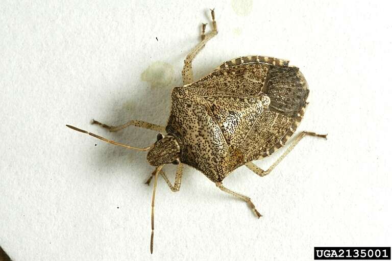 Image of Brown Stink Bug