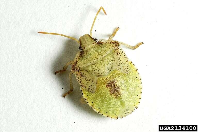 Image of Brown Stink Bug