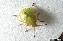 Image of Brown Stink Bug