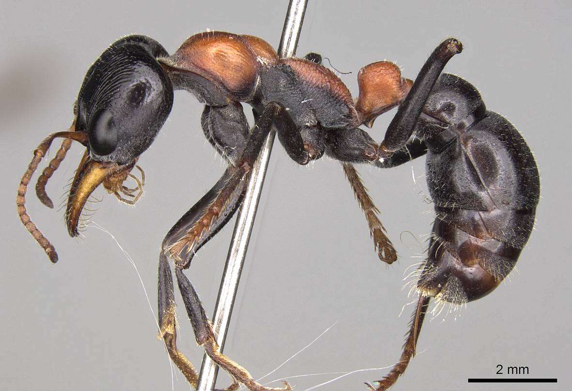 Image de Myrmecia nobilis (Clark 1943)