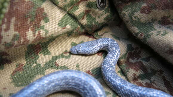 Image of Variegated Wolf Snake