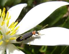 Image of Red-necked False Blister Beetle