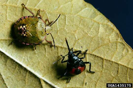 Image of Anchor Stink Bug