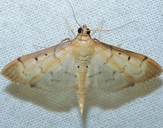 Image of Two-spotted Herpetogramma