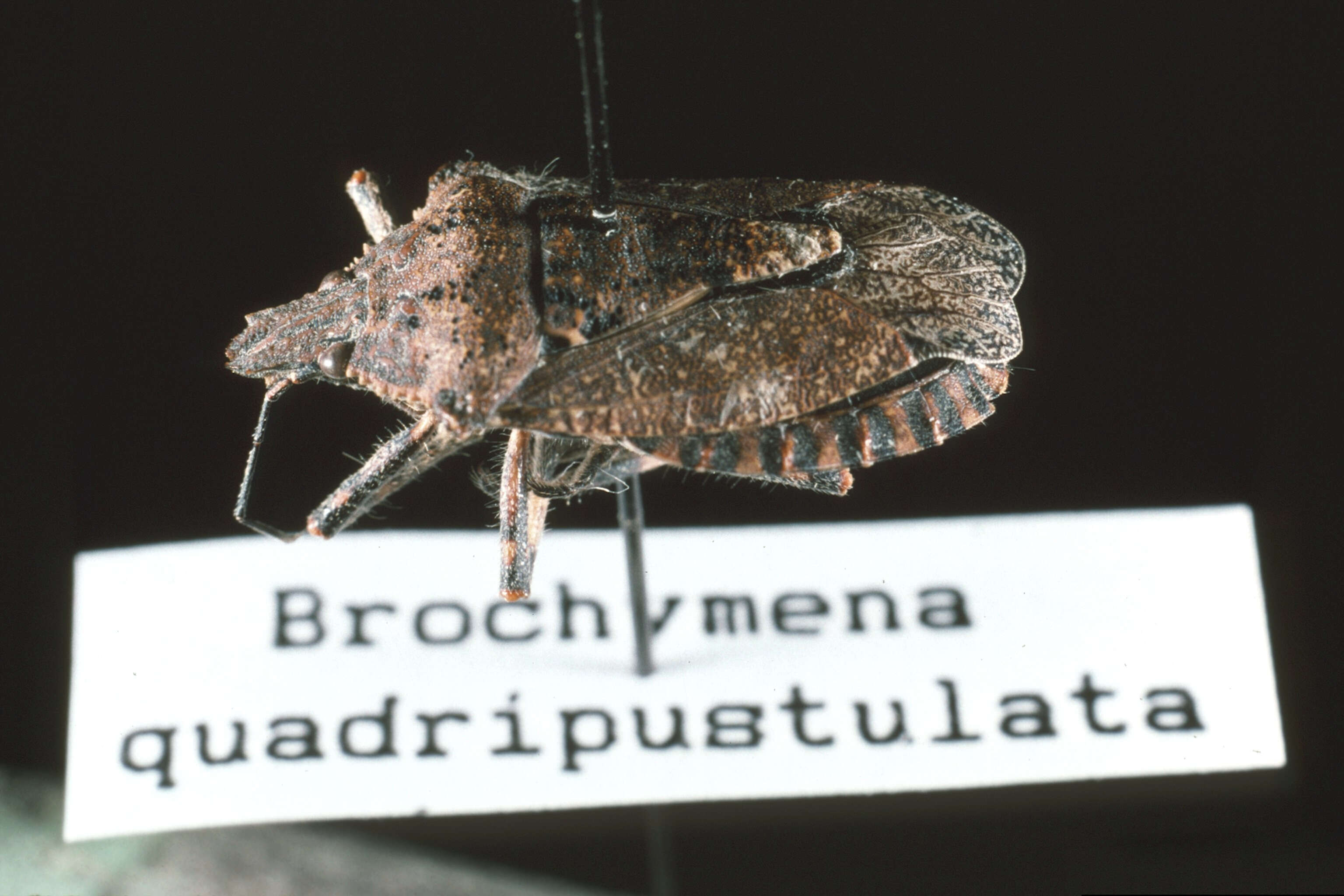 صورة Brochymena quadripustulata (Fabricius 1775)