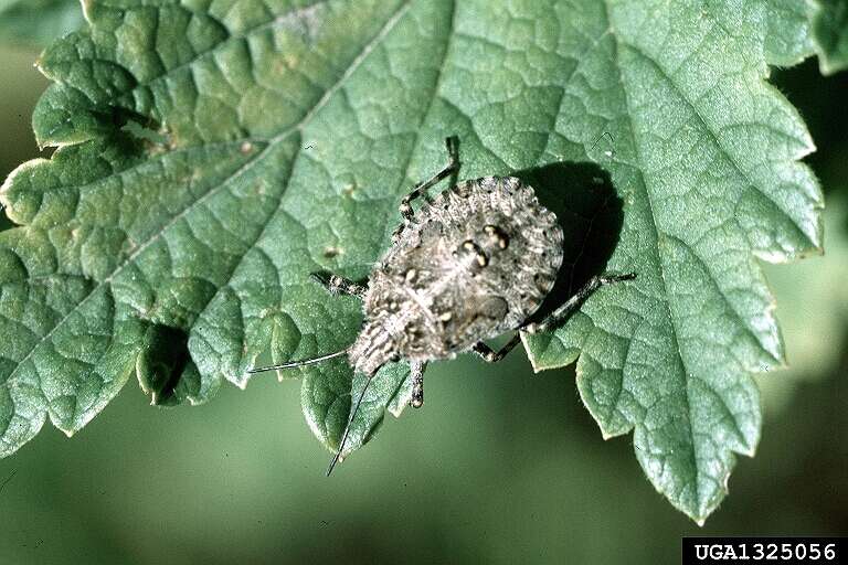 Image of Four-humped Stink Bug