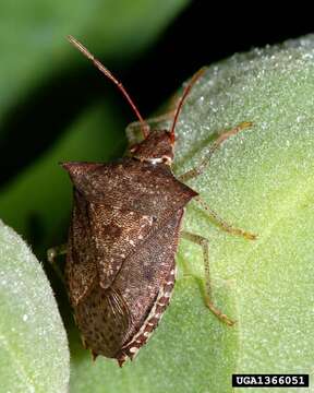 Image of Dusky Stink Bug