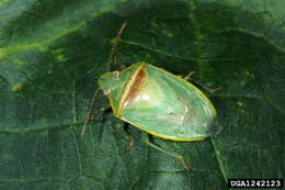 Image of Red-banded Stink Bug