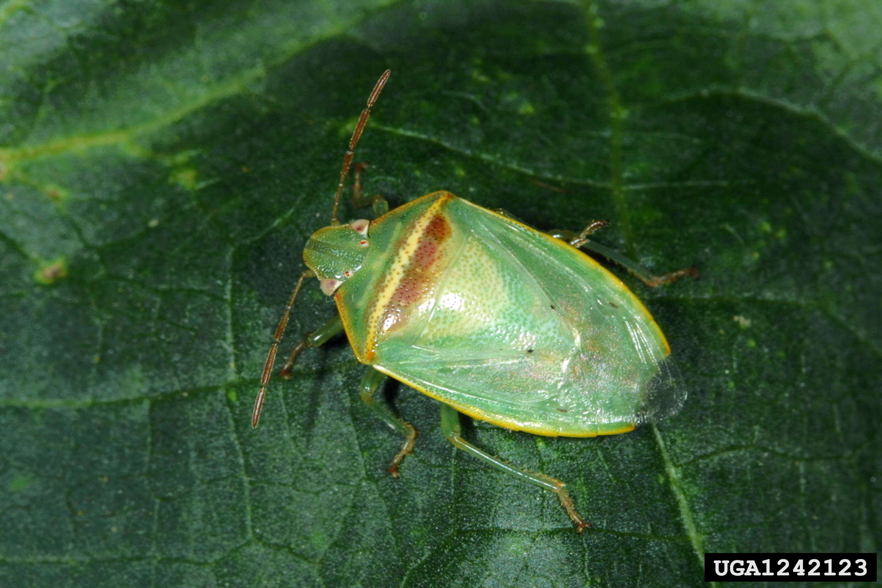 Image of Red-banded Stink Bug