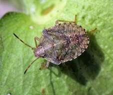 Image of Brown Stink Bug