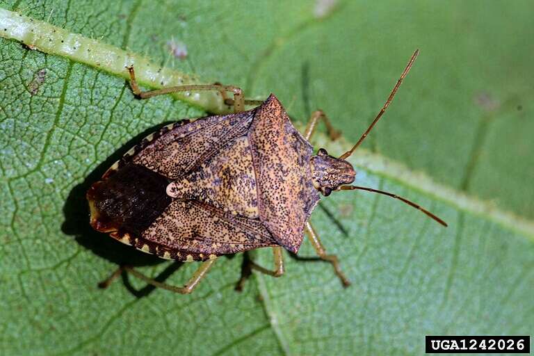 Image of Brown Stink Bug