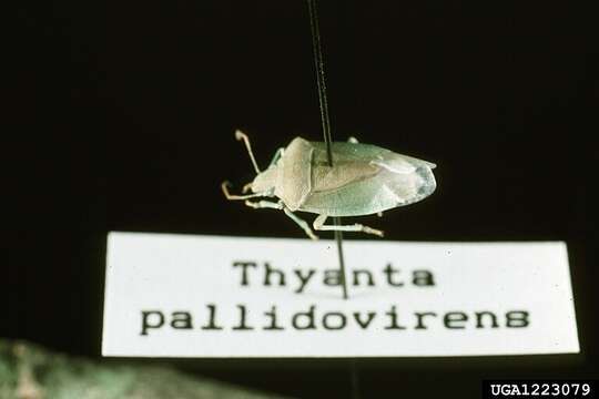 Image of Thyanta pallidovirens (Stål 1859)