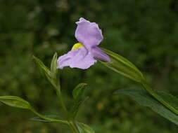 Plancia ëd Mimulus alatus Soland.