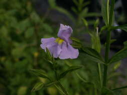 Plancia ëd Mimulus alatus Soland.