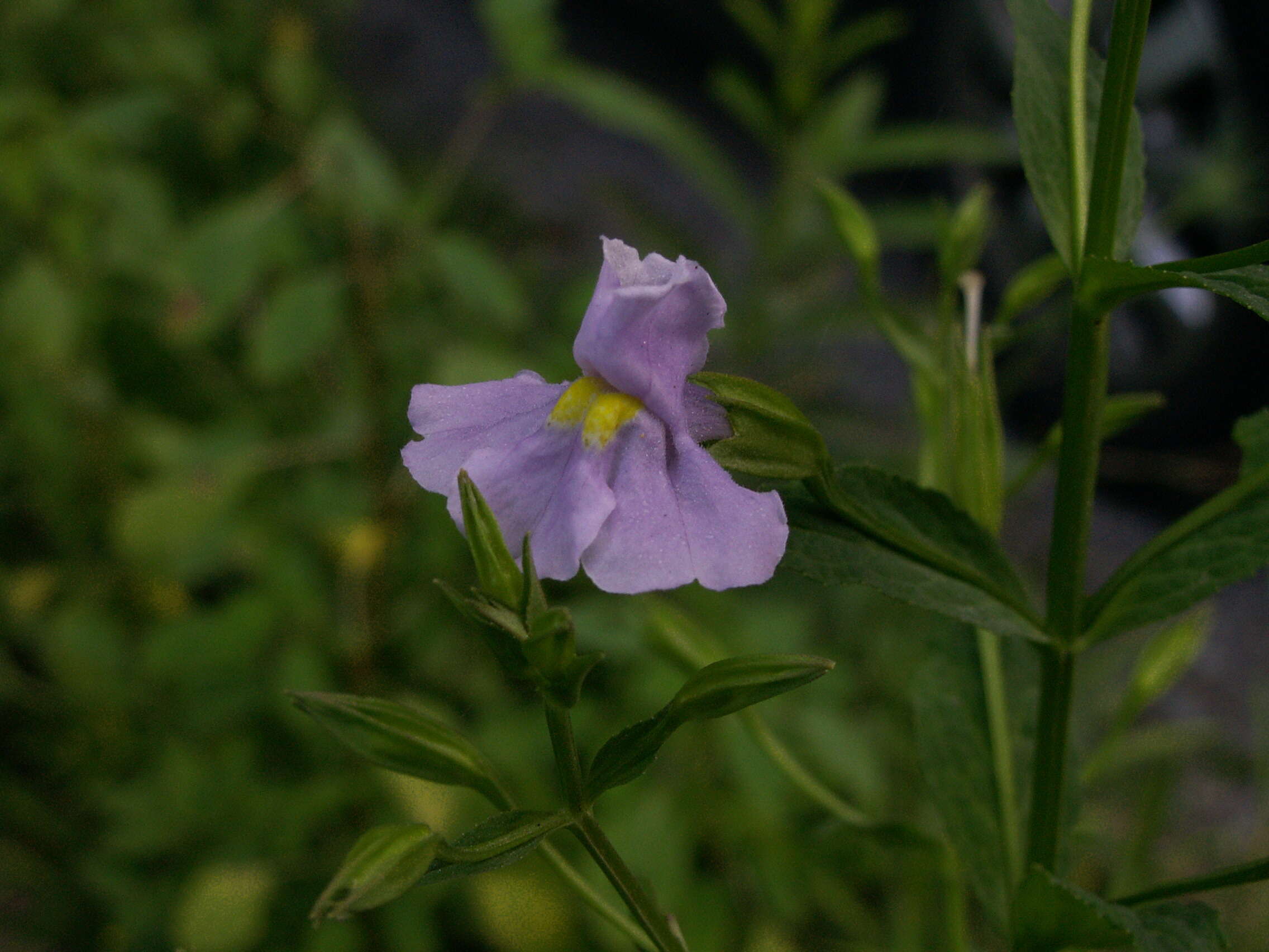 Plancia ëd Mimulus alatus Soland.