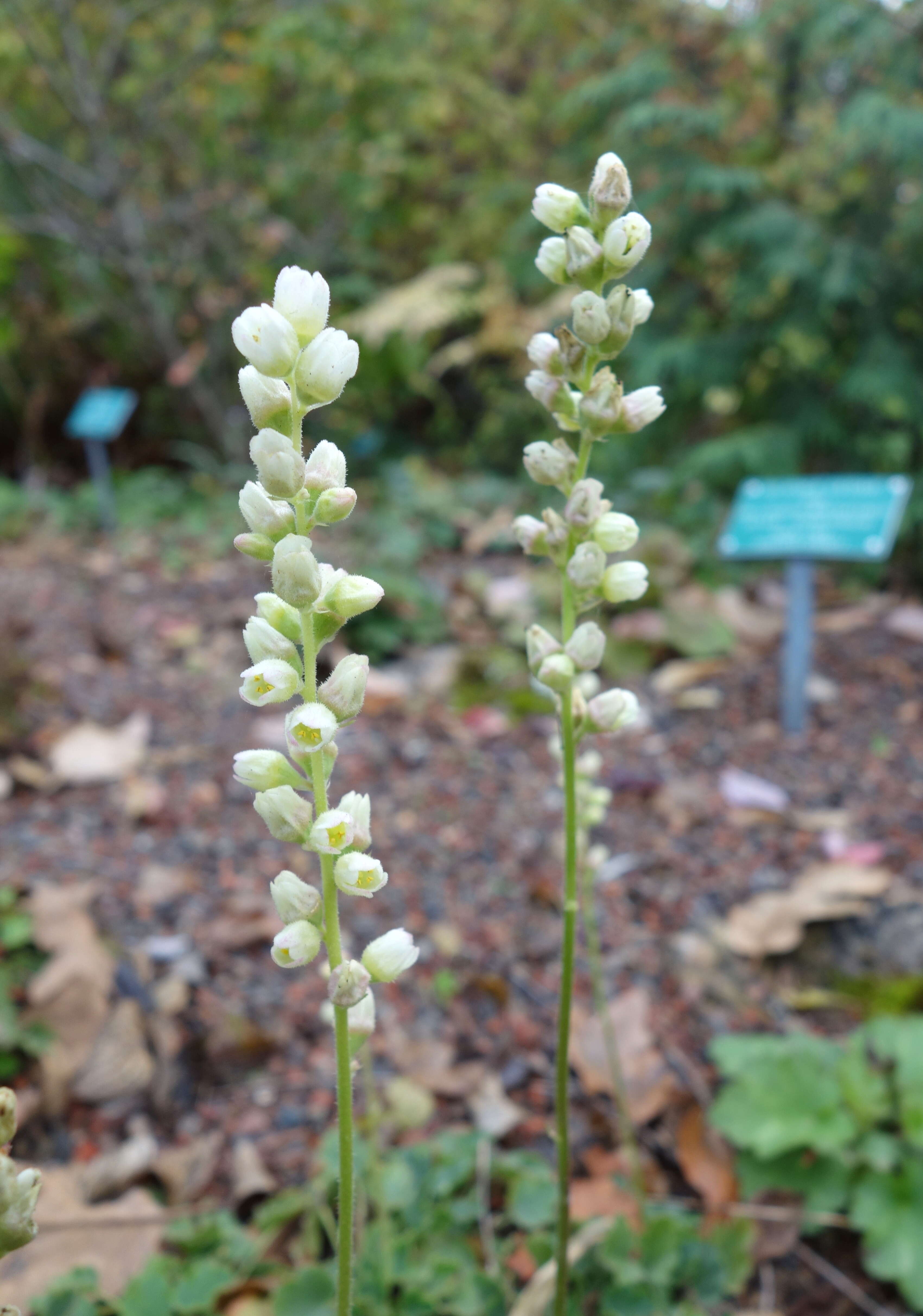 Image of roundleaf alumroot